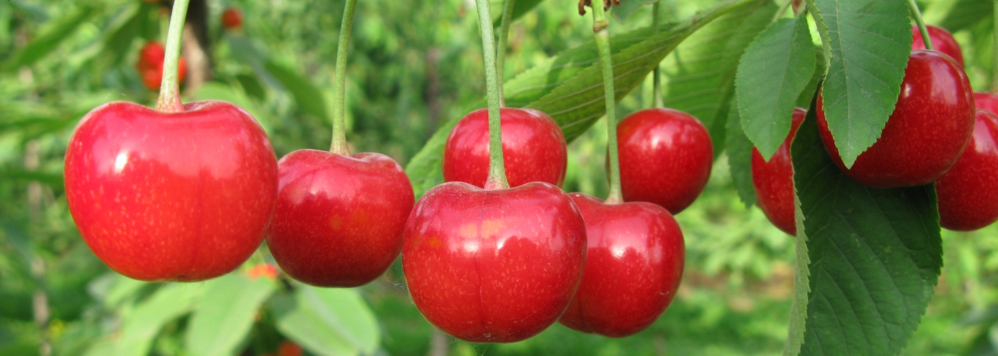 甜櫻桃果實硬度關鍵基因找到了

