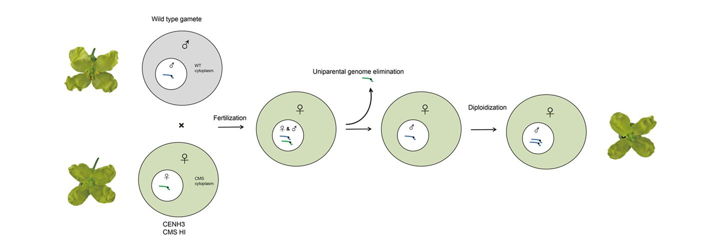 “一步法”可創制出細胞質雄性不育系