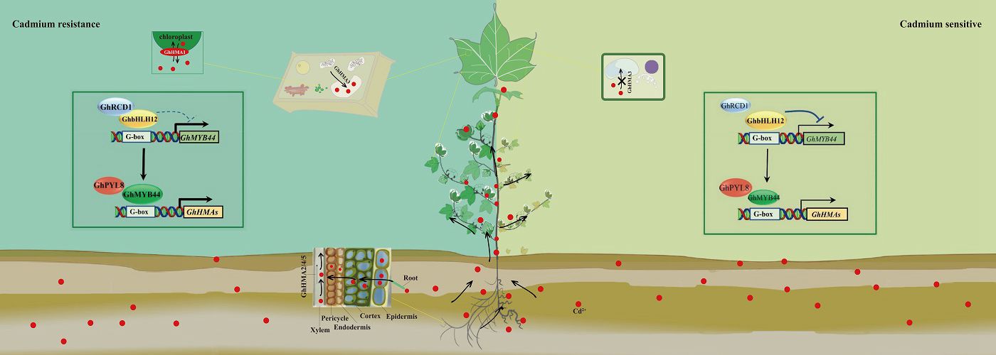 棉花通過關鍵基因修復土壤鎘污染